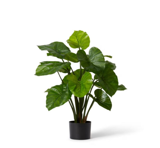 Alocasia Lily Plant-80cm