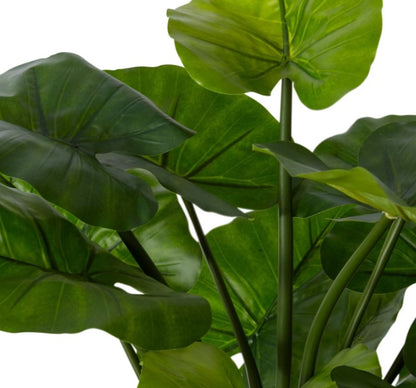 Alocasia Lily Plant-80cm