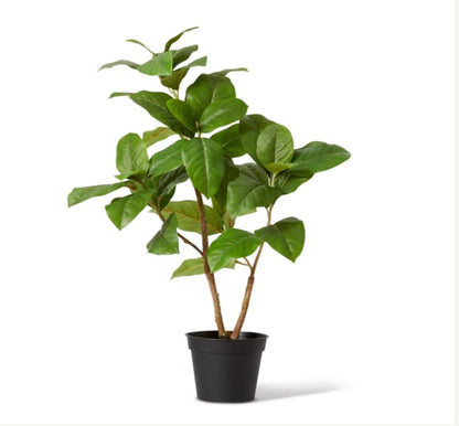 Ficus Plant-80cm