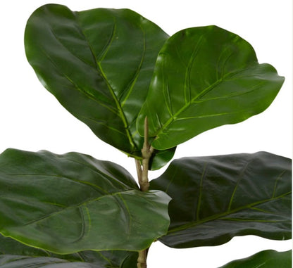 Fiddle Tree Plant-40cm