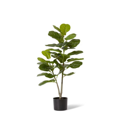 Fiddle Tree Plant-90cm