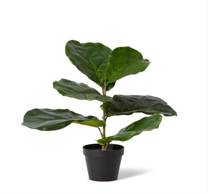 Fiddle Tree Plant-90cm