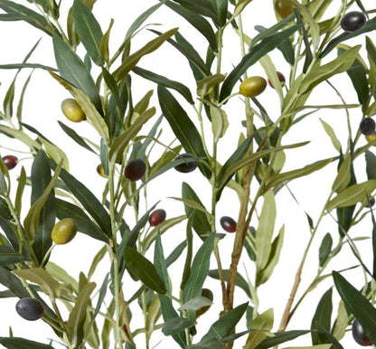 Olive Tree-122cm