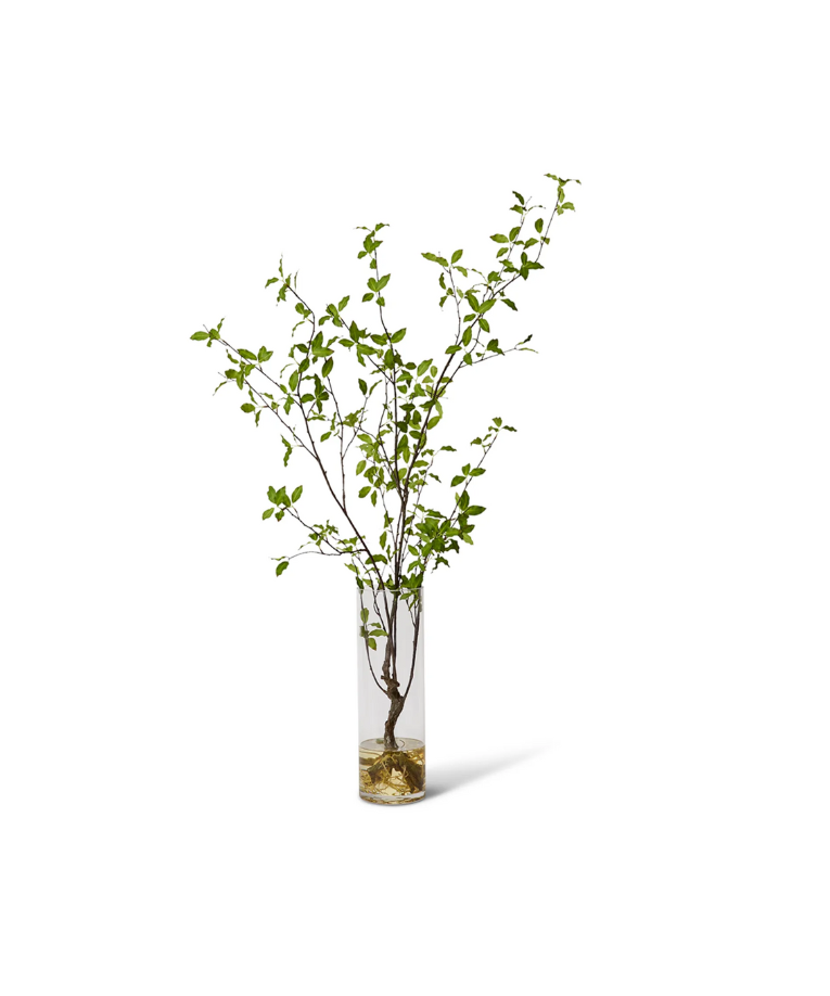 Pittosporum Plant in Vera Vase-140cm