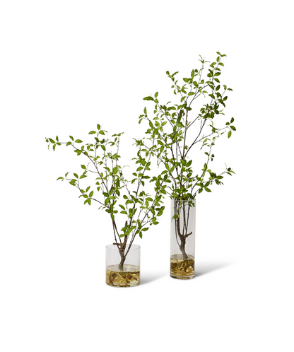 Pittosporum Plant in Vera Vase-140cm