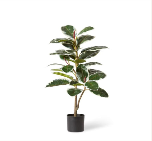 Rubber Tree Plant-102cm